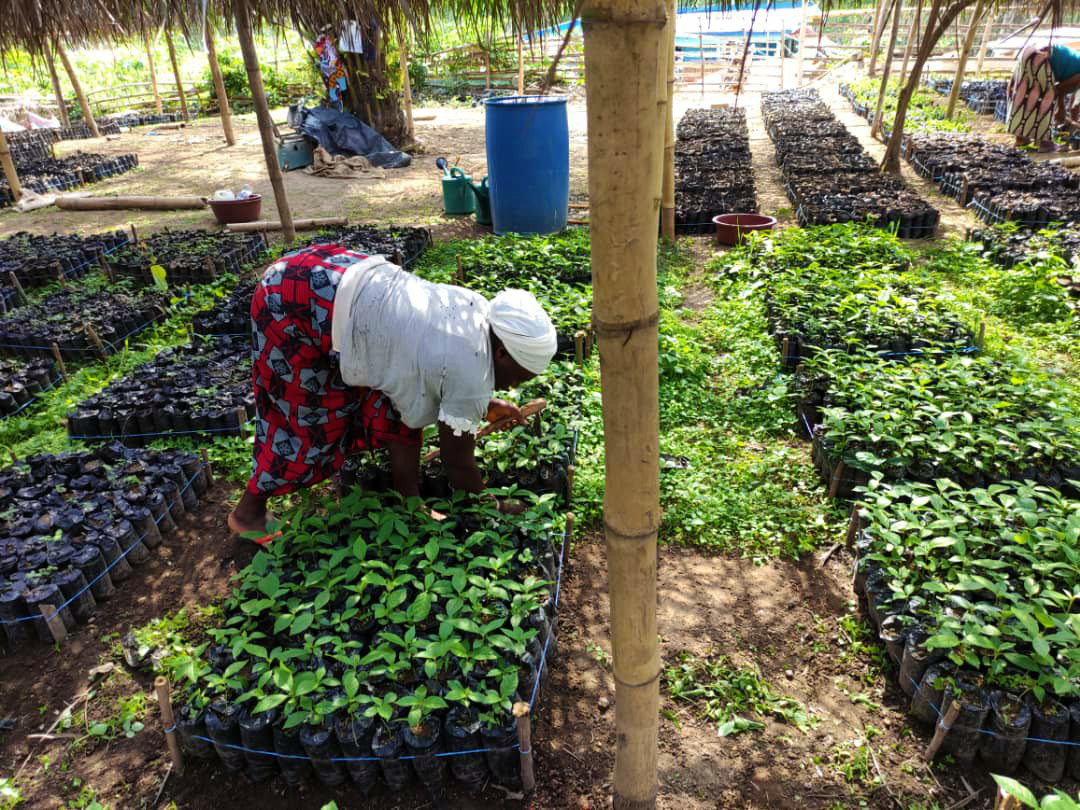 coopérative agricole socada